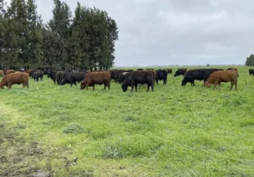 Fuerte alza en reavalúos agrícolas agobian a productores