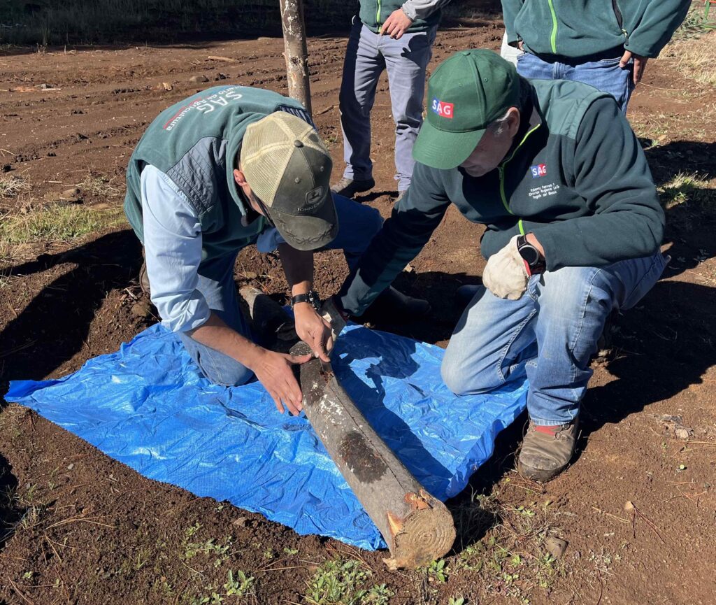 SAG, Corma y Pymemad realizan vigilancia fitosanitaria