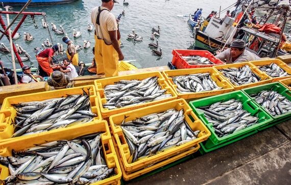 Nueva ley de pesca: ¿Por qué nadie quiere el proyecto?