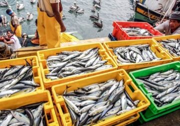 Nueva ley de pesca: ¿Por qué nadie quiere el proyecto?