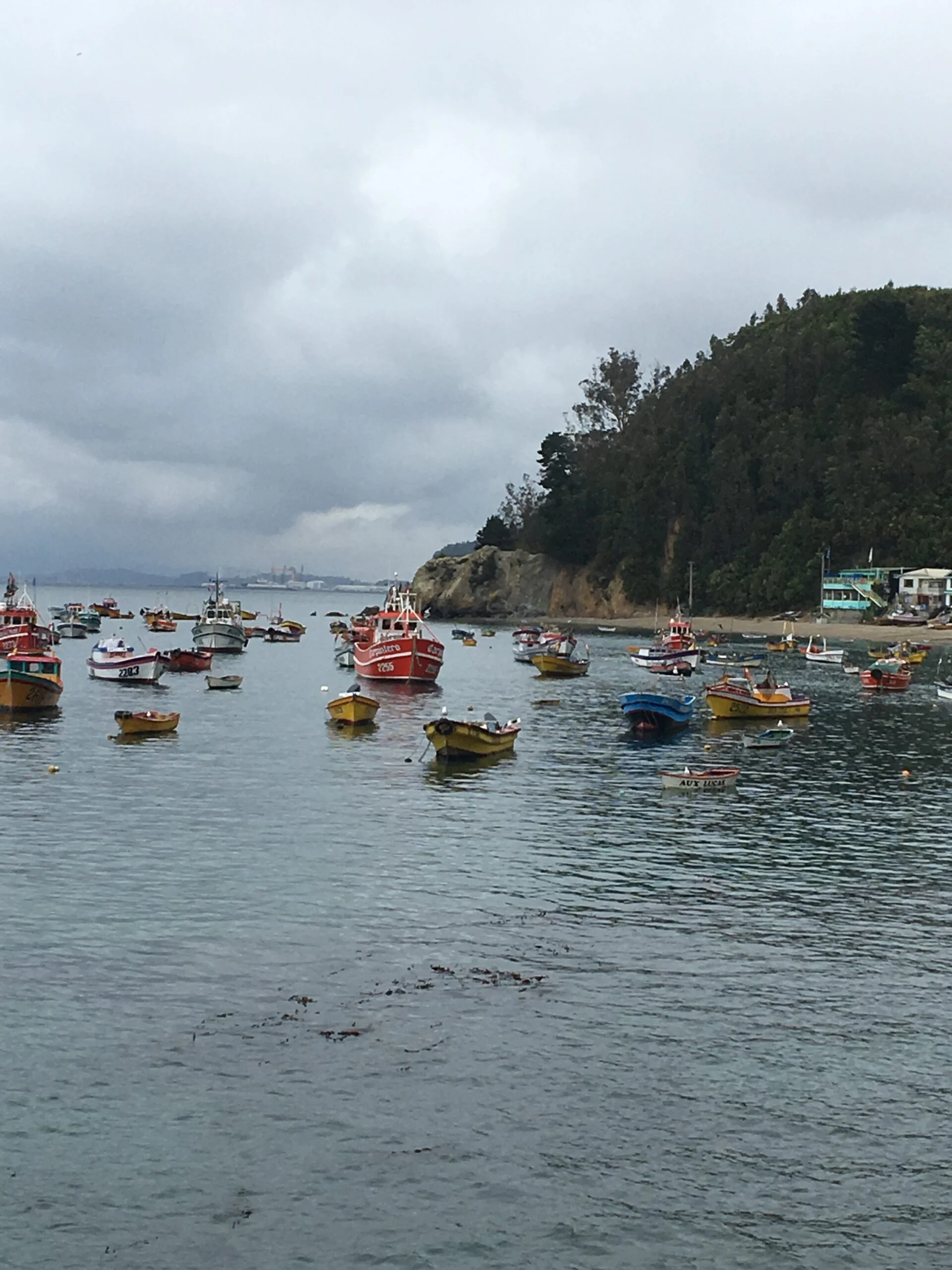Festrach Biobío lamenta que Jorge Brito siga liderando comisión de Pesca