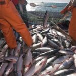 Mensualidades de salas cuna aumentan 3,3% en el Biobío