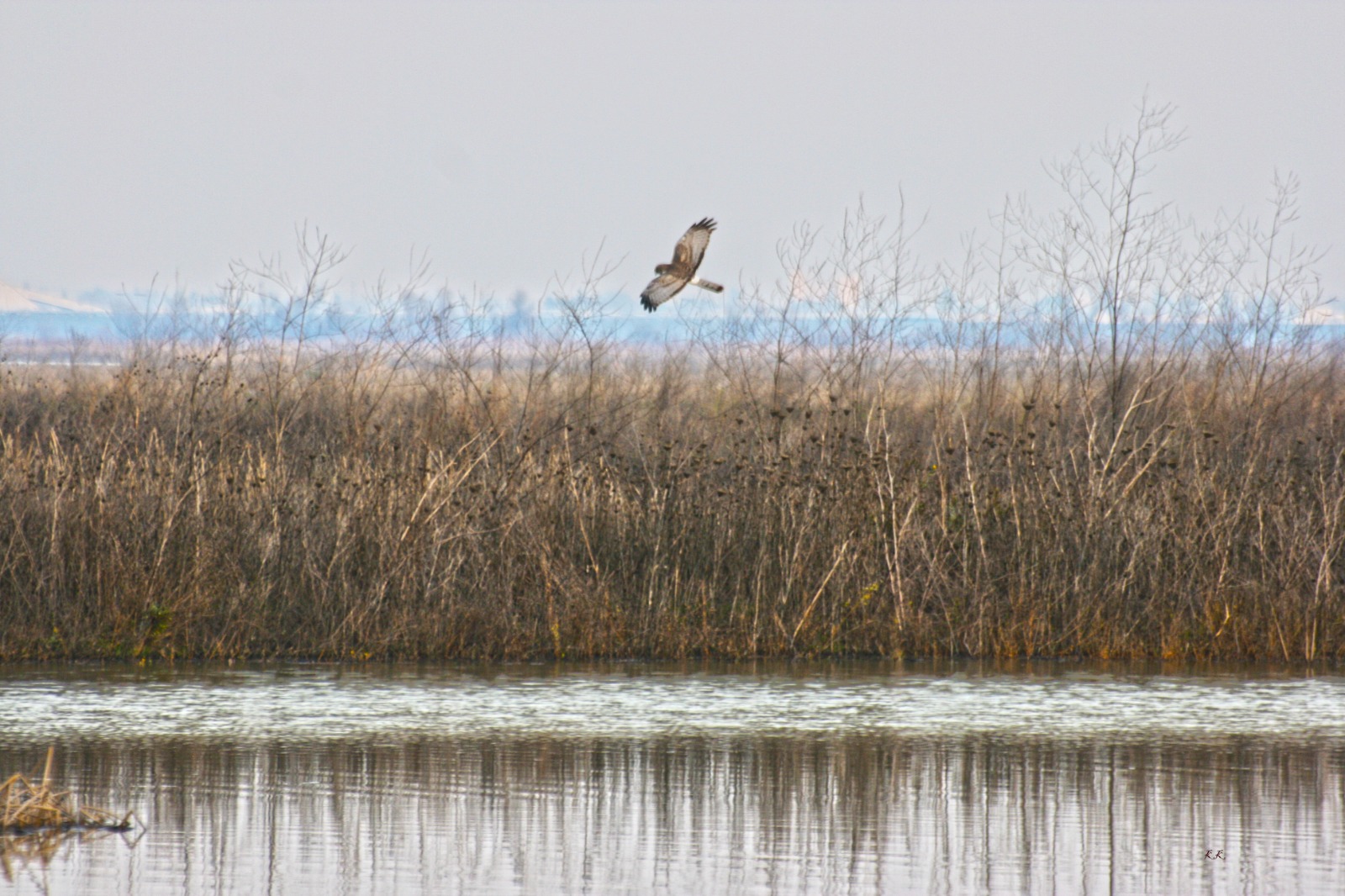 Audubon, Arauco y Municipalidad de Penco firman histórico acuerdo para la investigación y conservación de aves migratorias.